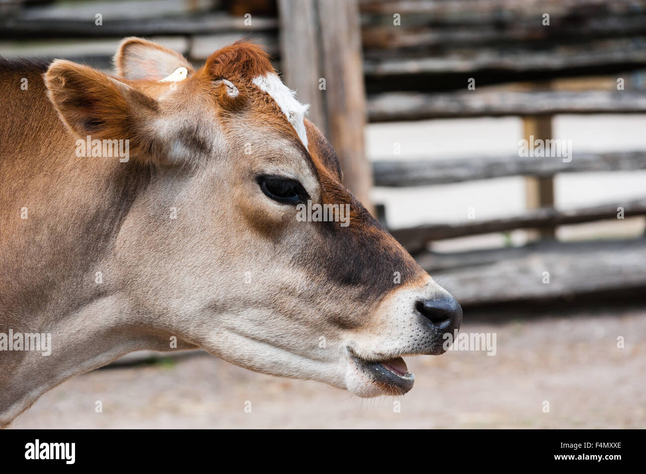 A close up of the face of a Jersey Cow in Yorkshire, England Stock Photo -  Alamy