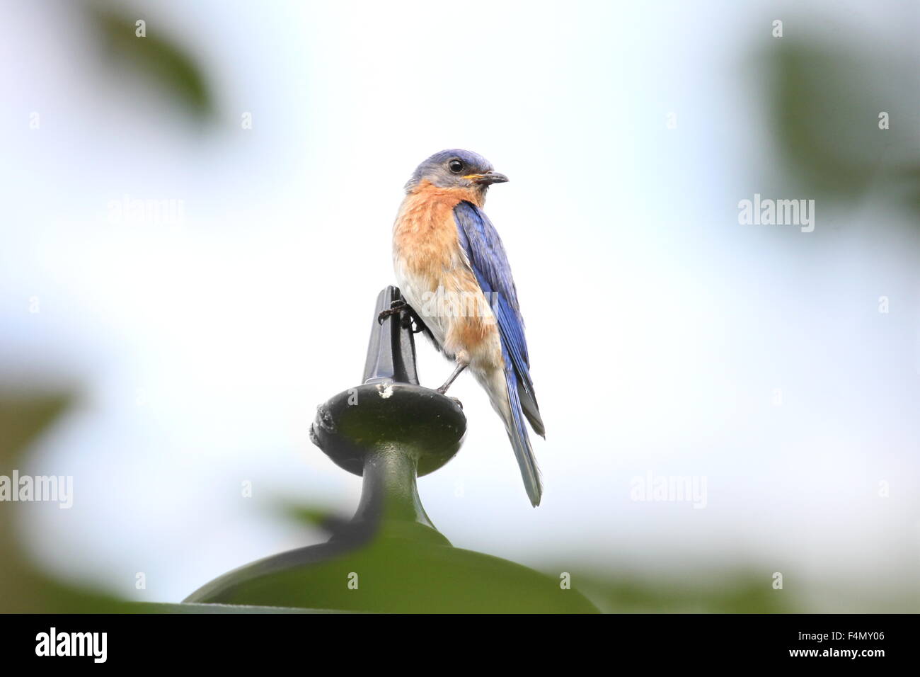 Bluebird perched on a lamp post. Stock Photo