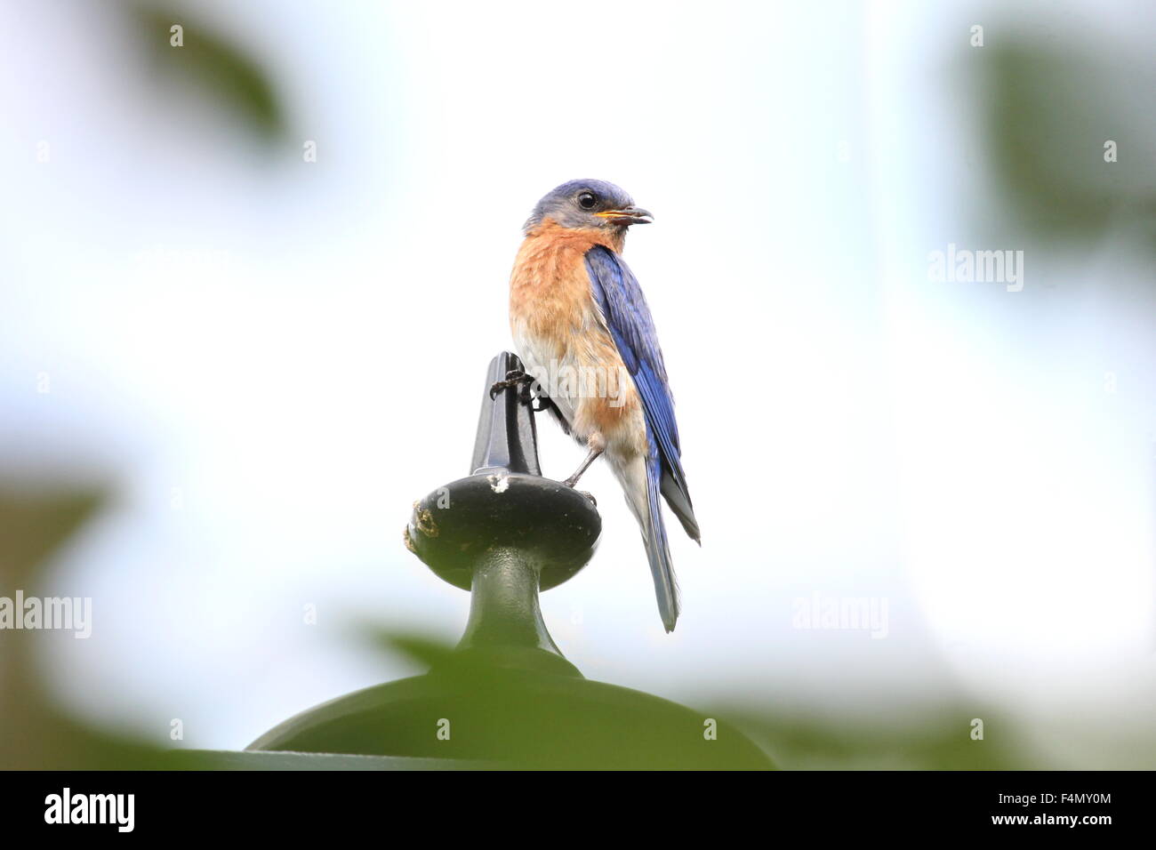Singing bluebird perched on a lamp post. Stock Photo