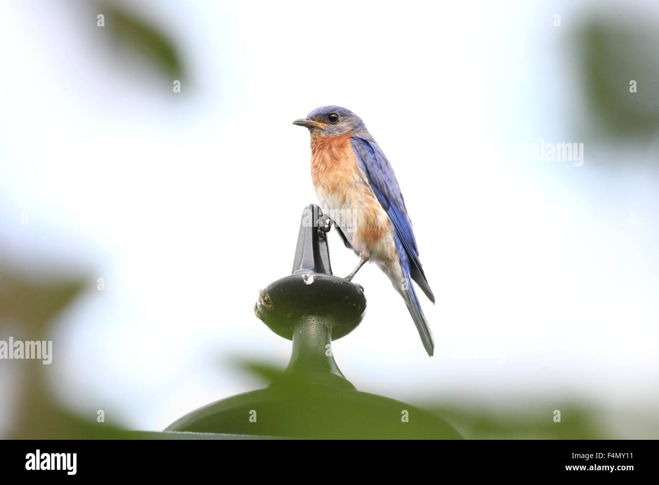 Bluebird perched on a lamp post. Stock Photo