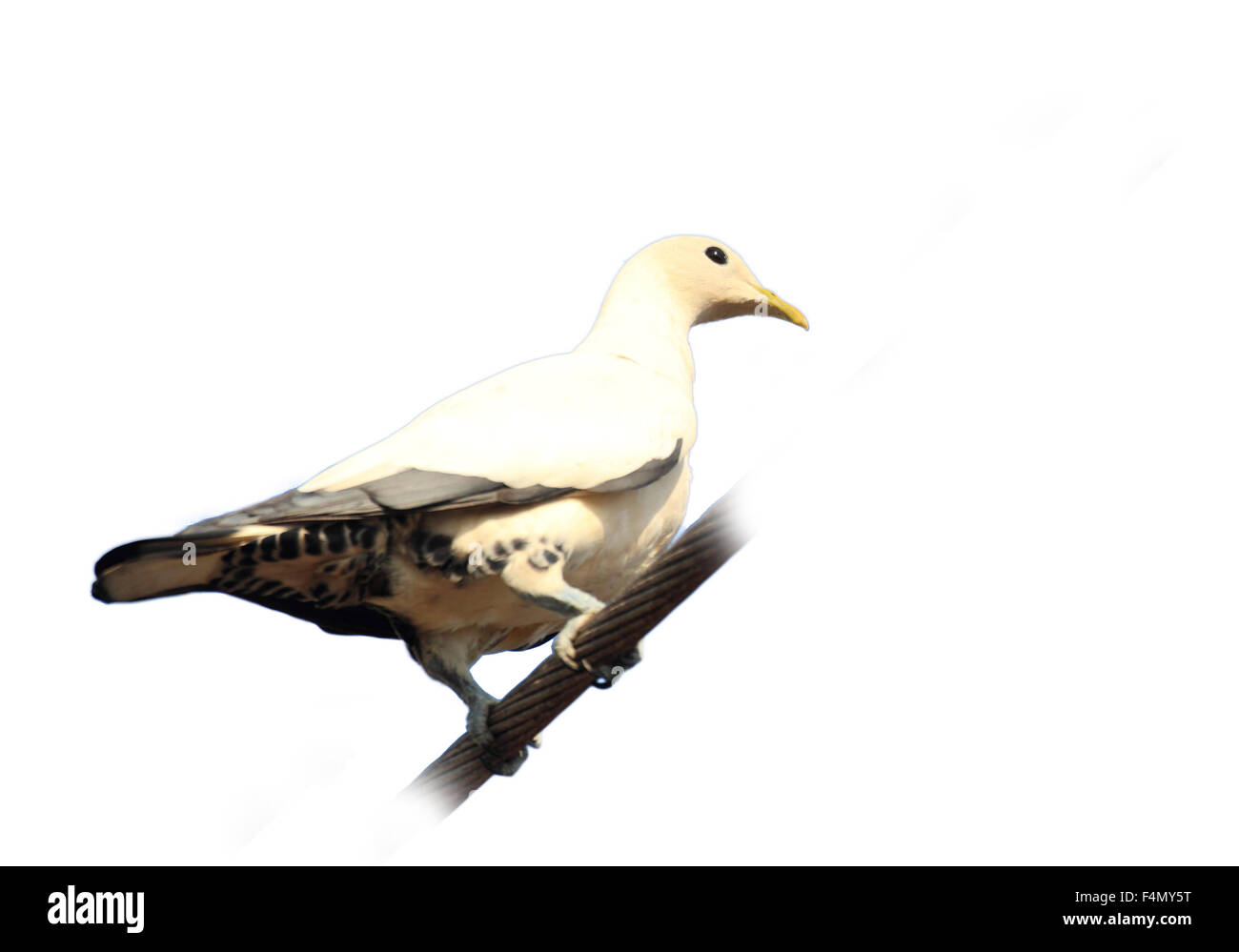 Torresian Imperial Pigeon (Ducula spilorrhoa) in Cairns, Australia Stock Photo