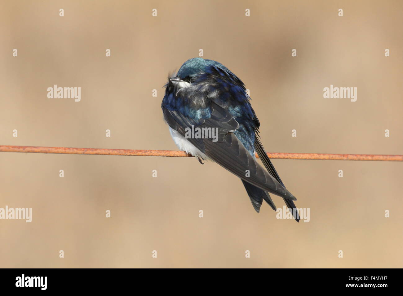 Tree swallow sitting on a wire. Stock Photo