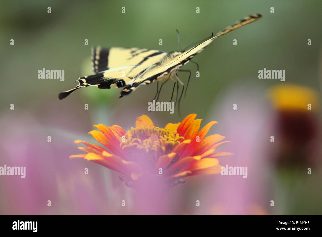 Tiger swallowtail butterfly flying above a zinnia. Stock Photo