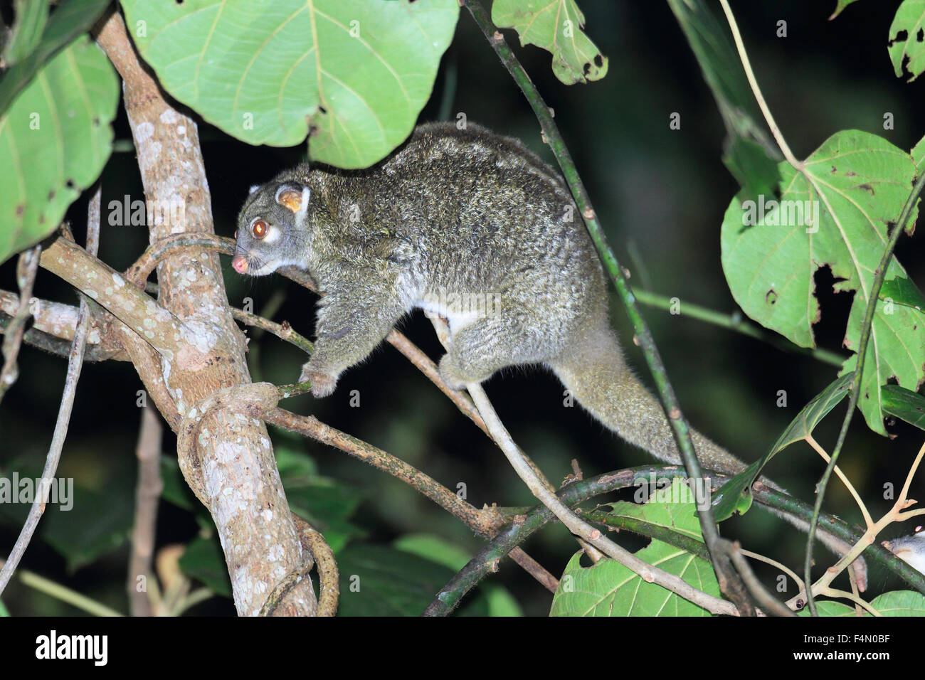 Green Ringtail Possum (Pseudochirops archeri) in Australia Stock Photo