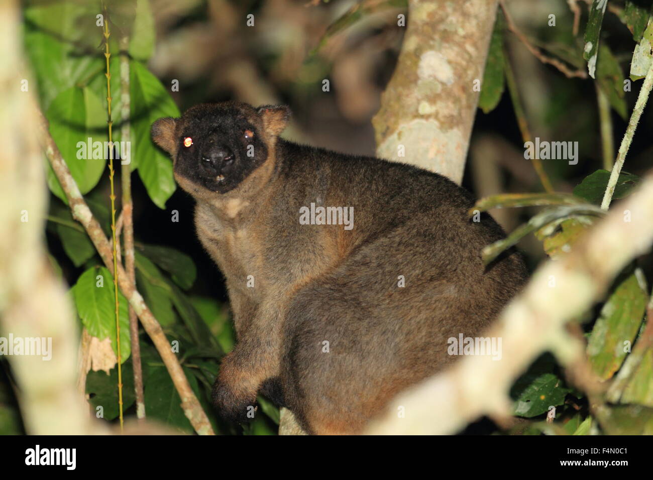 Bennett's tree-kangaroo (Dendrolagus bennettianus) in Cairns, Australia Stock Photo