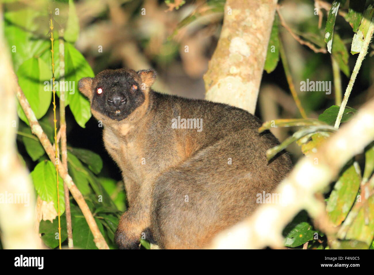 Bennett's tree-kangaroo (Dendrolagus bennettianus) in Cairns, Australia Stock Photo