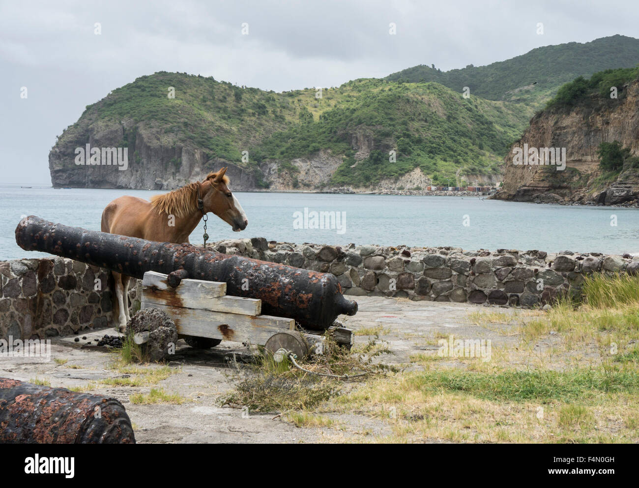 Montserrat, Caribbean. A horse tethered by the old cannon at Carr's Bay. Stock Photo