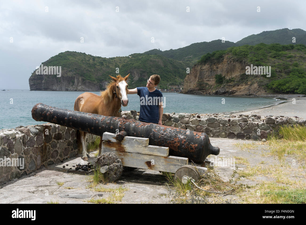 Montserrat, Caribbean. A horse tethered by the old cannon at Carr's Bay. Stock Photo