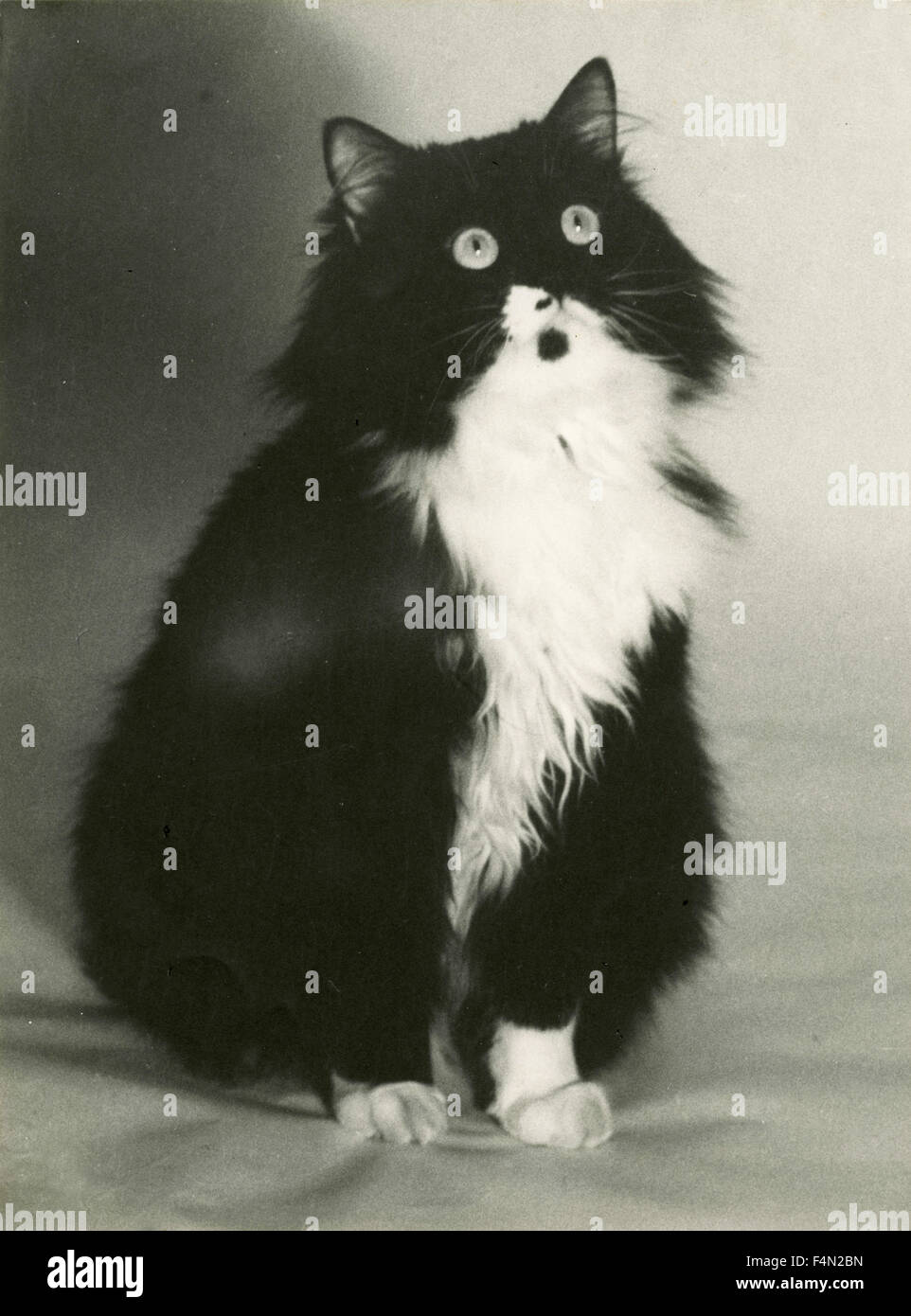 Black and white cat Stock Photo - Alamy