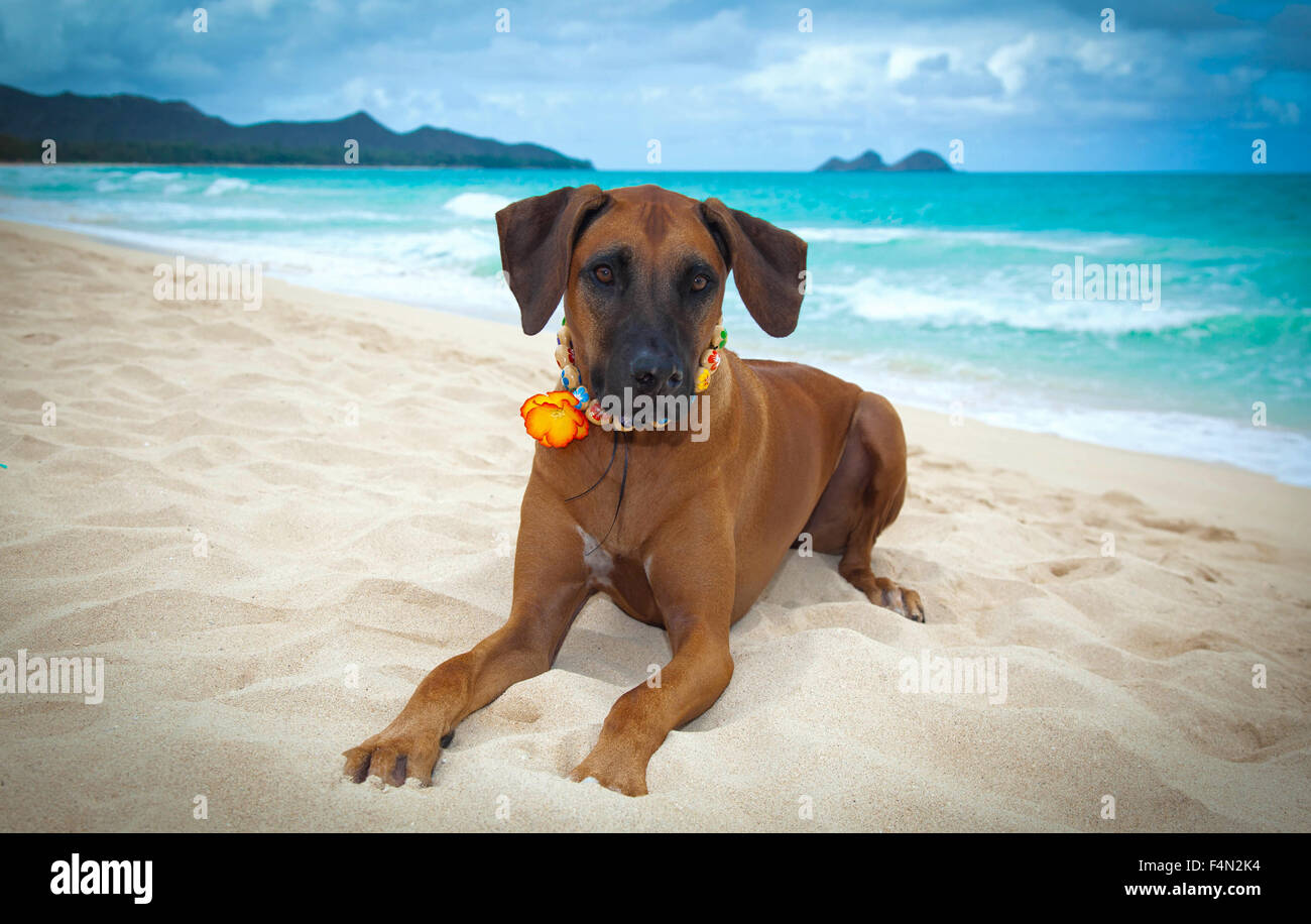 Gorgeous large dog Rhodesian Ridgeback with Lei on beach in Hawaii Stock Photo