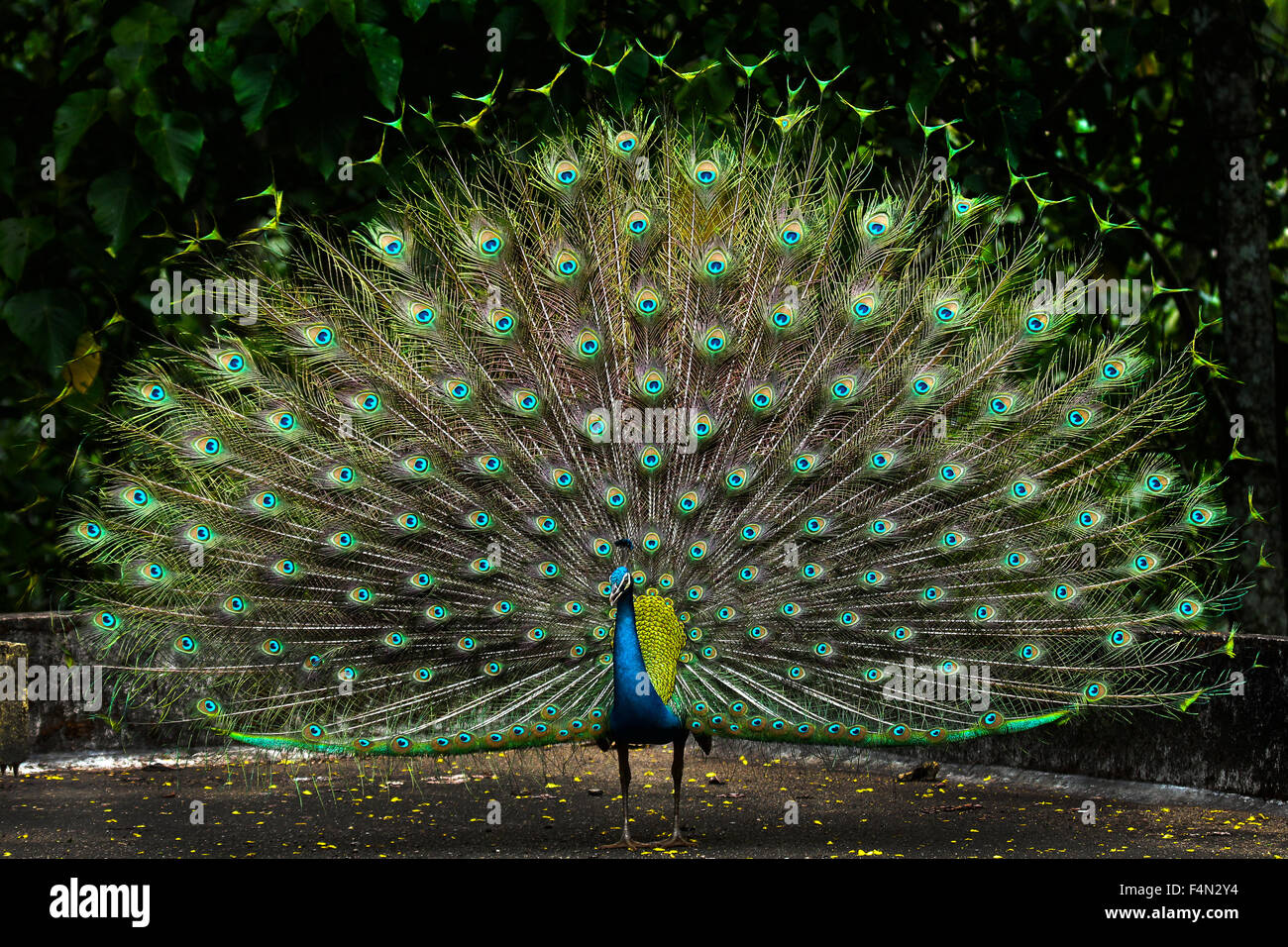 A Beautiful Male Peacock With Expanded Feathers Stock Photo Alamy