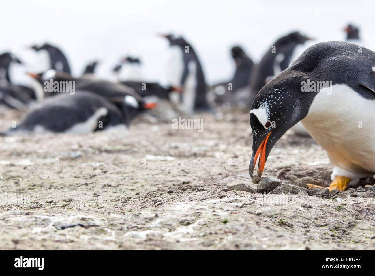 Gentto Penguin building it's nest from rocks and twigs. Falklands. Stock Photo