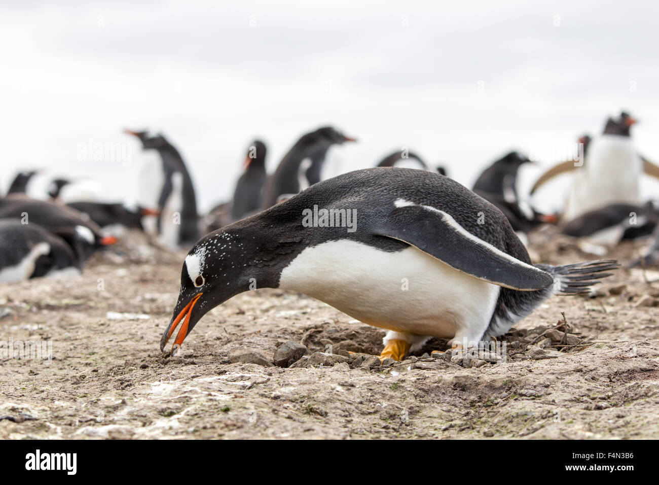 Gentoo Penguin picking up stones to build it's nest, Bertha's Beach, Falkland Islands. Stock Photo