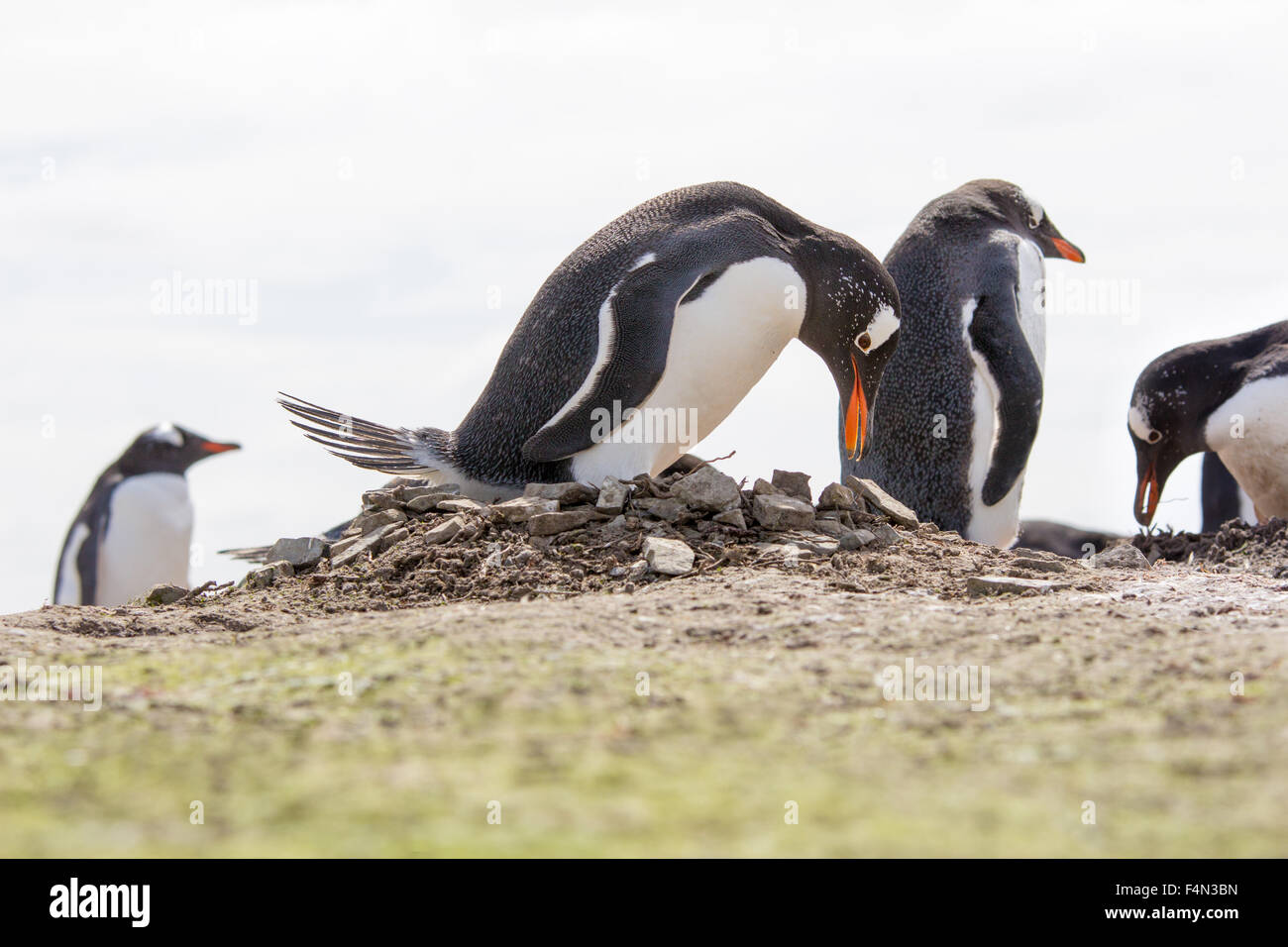 Gentoo Penguin o her nest in colony, Bertha's Beach, Falkland Islands. Stock Photo
