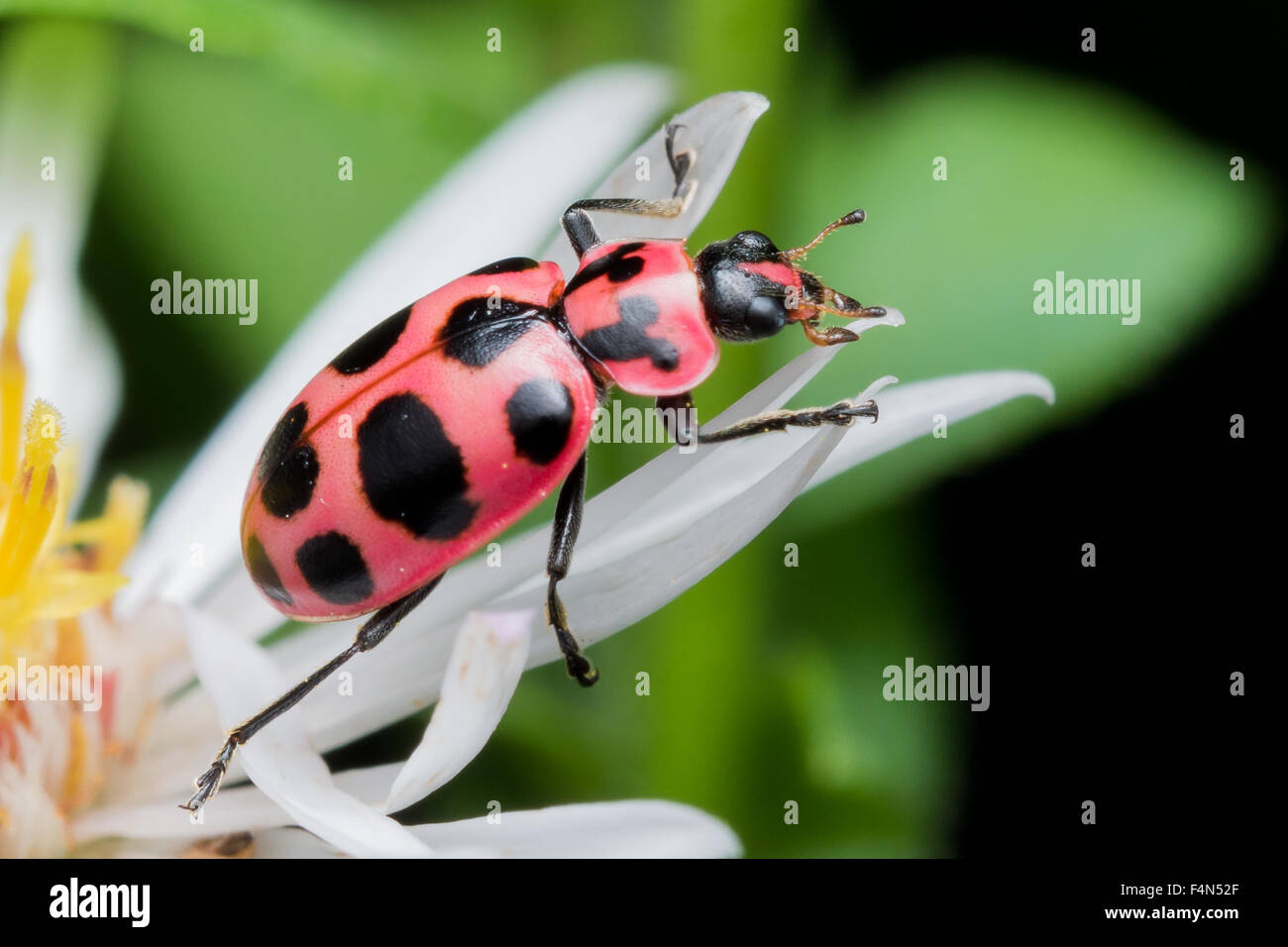12 spotted lady beetle crawling on white aster flower Stock Photo