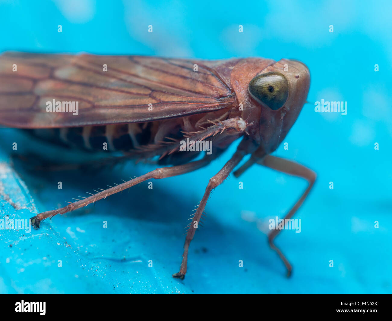 Brown leaf hopper with green eyes on bright blue surface Stock Photo