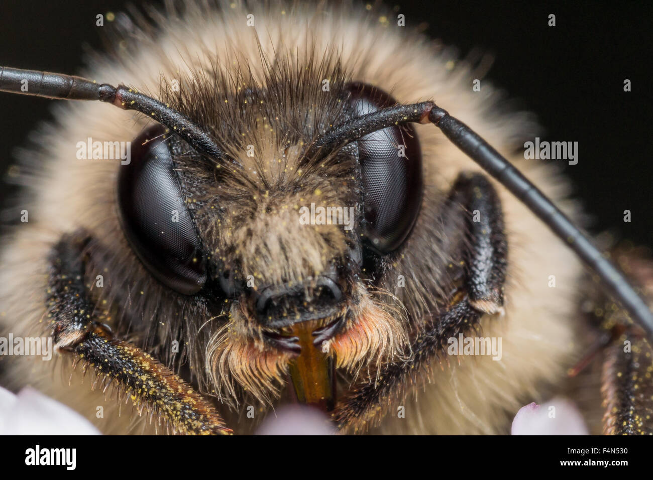 Close up portrait of bumble bee with hairy face on purple flower Stock Photo