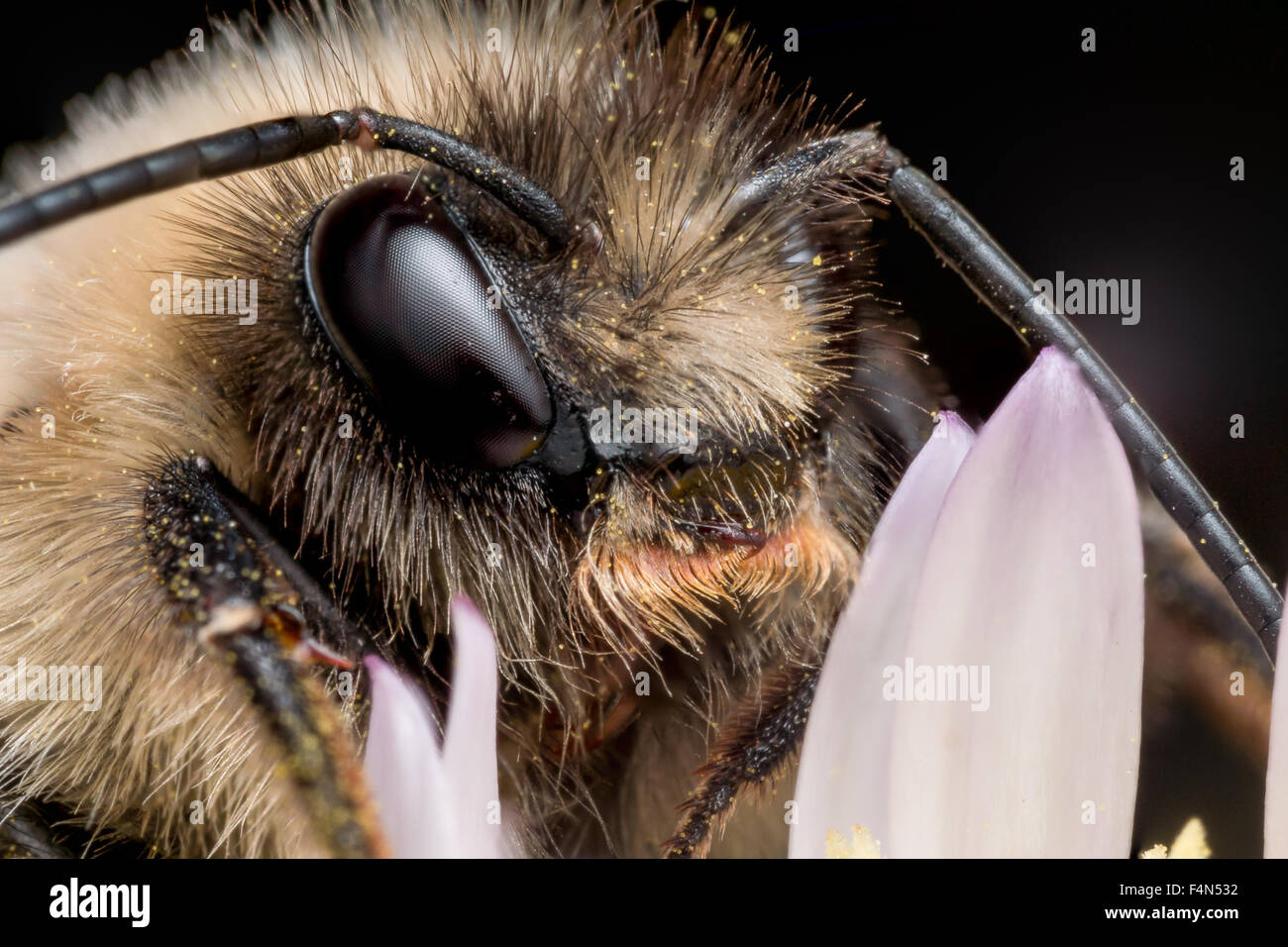 Close up portrait of bumble bee with hairy face on purple flower Stock Photo