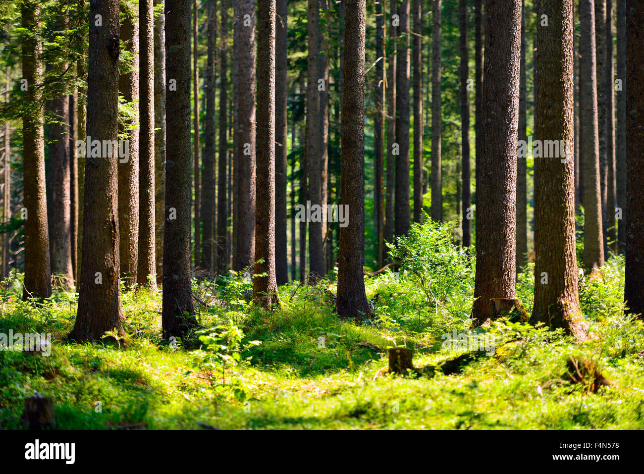 fairy tale fir tree forest Stock Photo - Alamy