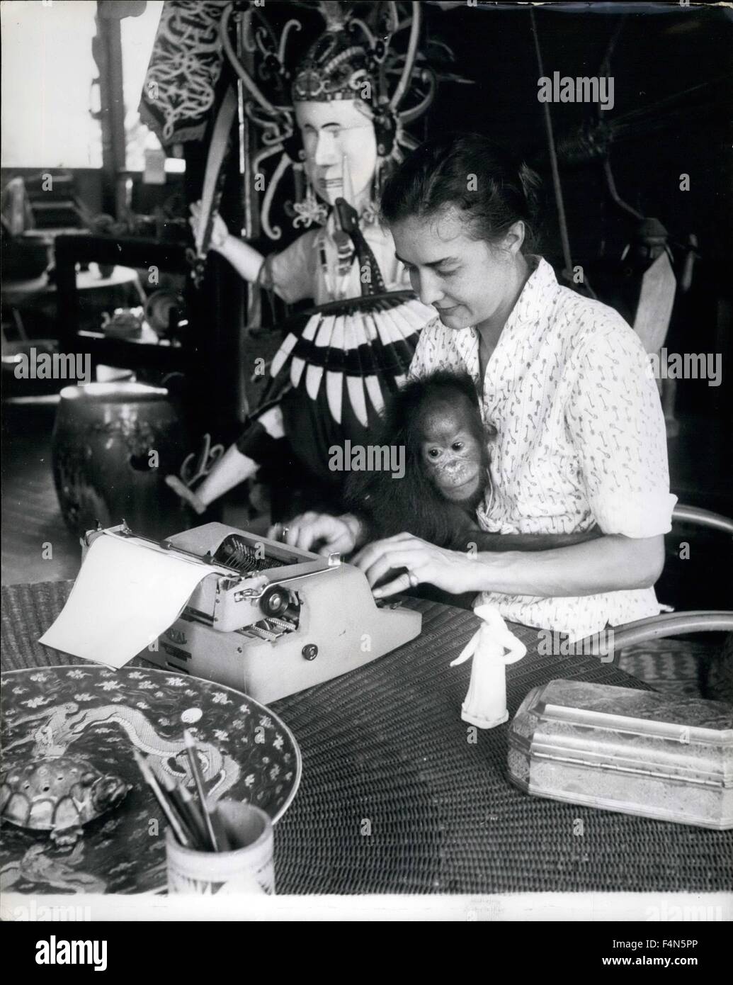 Feb. 24, 1962 - An orang in the family: Mrs. Harrison finds it hard to do anything without Eva, the ape. Even when typing her husband's letters, Eva clings to her. Only when the curator comes into their museum like house, does she transfer her affections. Sarawak Museum curator is war hero: With German wife he lives in a home that could well be a museum.: Tom Harrison, son of the late General G. Harrison DSO, was the first white man to be dropped into Boneo on special Operation during the war. He organised Dyak tribemen as guerillas and helped the Australian landings for which he won the DSO./ Stock Photo