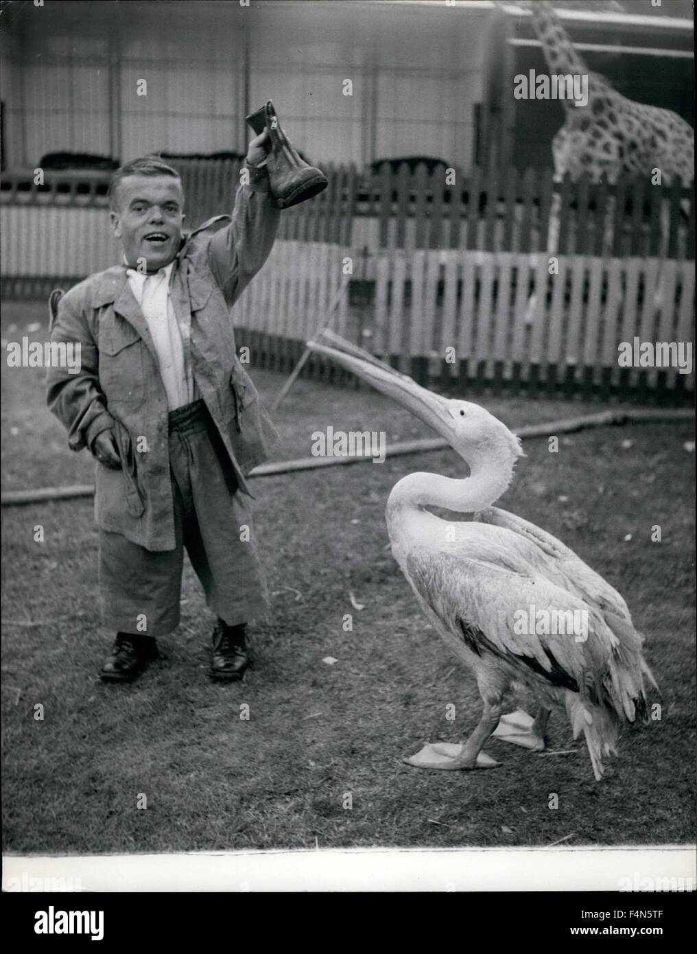 Feb. 24, 1968 - ''Spoil Sport'' hisses Peter as he watches Hupert hold aloft the boot he retrieved from the pelican's throat in the nick of time. Peter nearly gets the boot; Peter is a very fine pelican who regularly perform at the great Chipperfield Circus, now appearing for the first time on Clapham Common. Peter is paid handsomely for his work in the shape of luscious herrings every week, but he's a greedy bird and when he saw a boot lying around he decided it might make a tasty dish and in a matter of seconds the boot had vanished down his throat. Fortunately Hubert and Herbert, his Widget Stock Photo