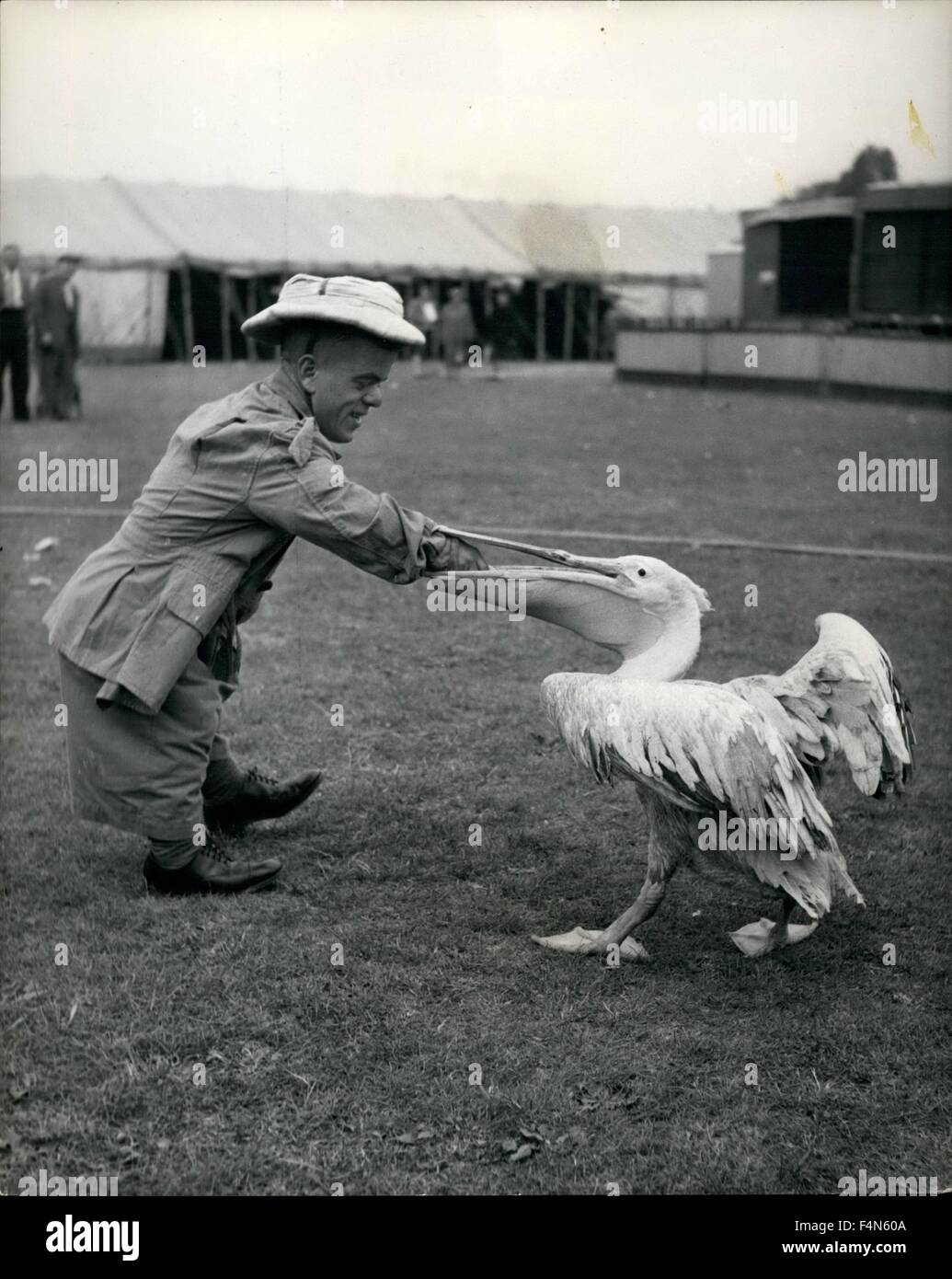Feb. 24, 1968 - Peter the pelican looks rather cross as Hubert thrust his hand down the bird throat to grab the boot before it goes right down and out of reach. Peter nearly gets the boot; Peter is a very fine pelican who regularly perform at the great Chipperfield Circus, now appearing for the first time on Clapham Common. Peter is paid handsomely for his work in the shape of luscious herrings every week, but he's a greedy bird and when he saw a boot lying around he decided it might make a tasty dish and in a matter of seconds the boot had vanished down his throat. Fortunately Hubert and Herb Stock Photo