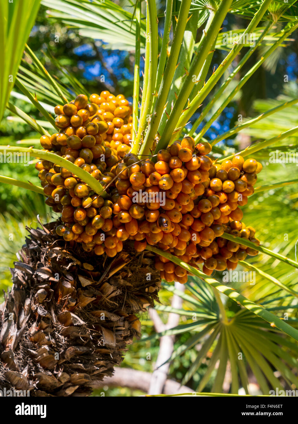 Canary Island Date Palm, Phoenix canariensis, with fruits Stock Photo