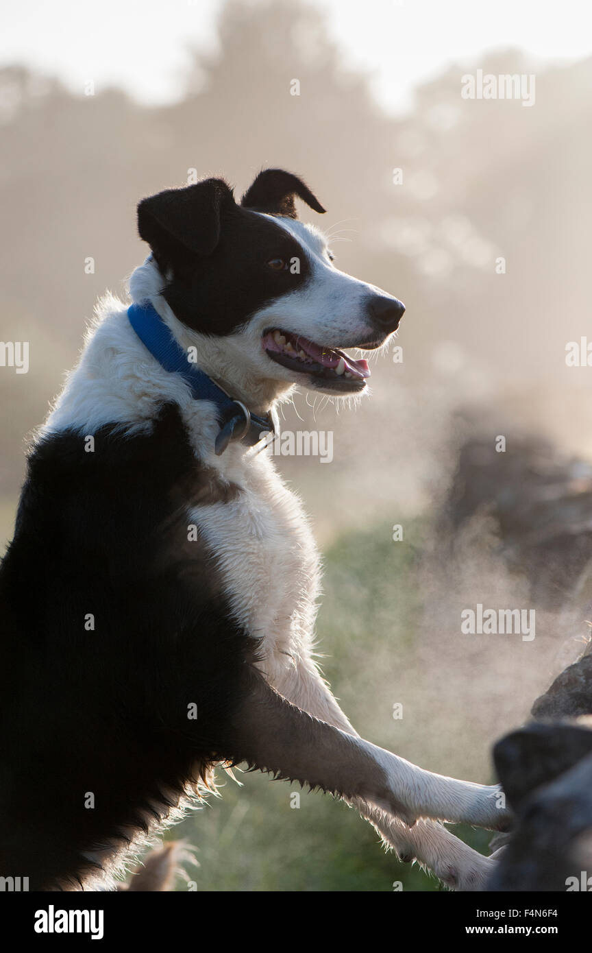 Border Collie sheepdog standing with front feet on drystone wall on a cold frosty morning, Yorkshire, UK. Stock Photo