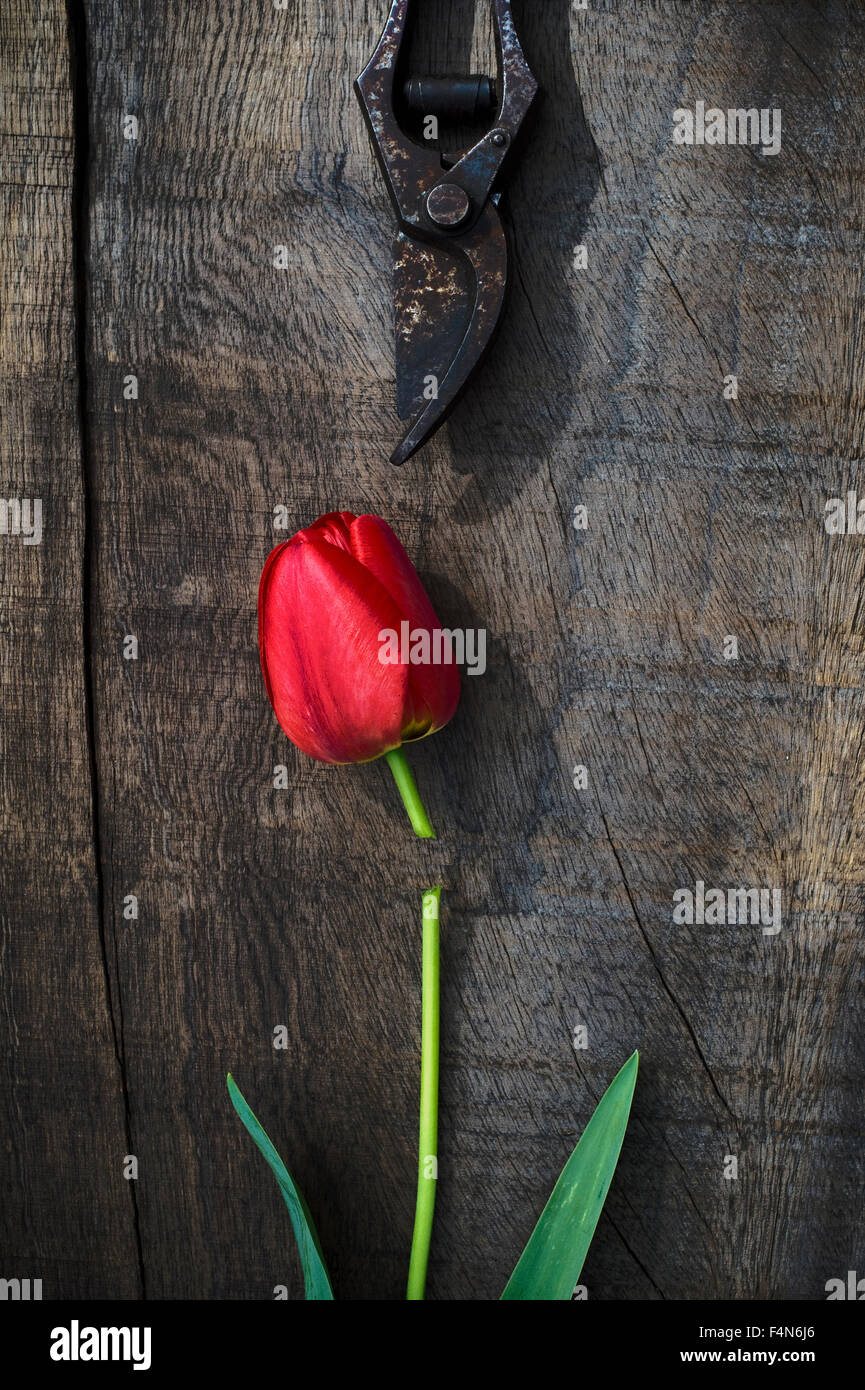 Red tulip on wood, pruner, flower head, cut Stock Photo
