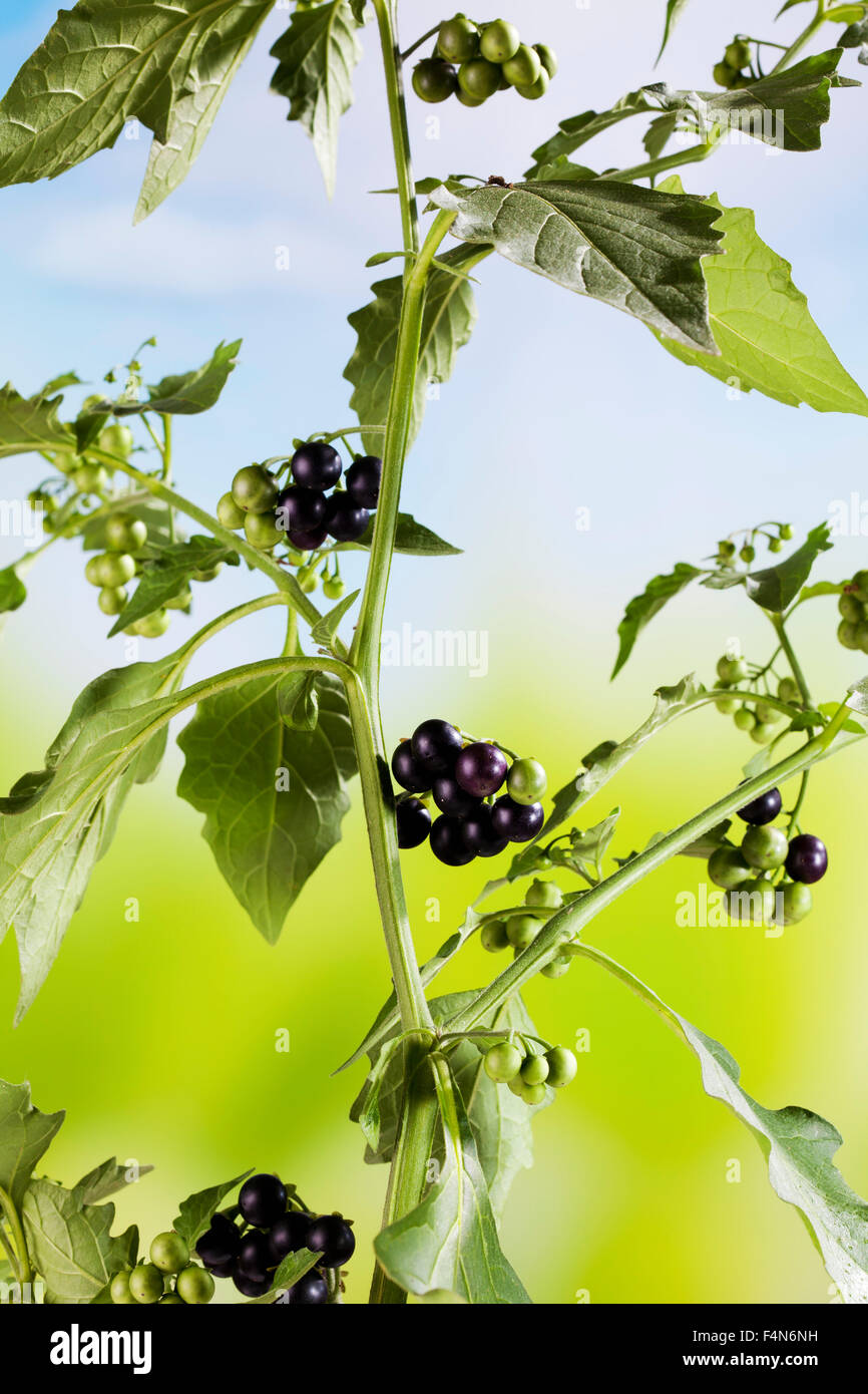 Black nightshade, Solanum nigrum, poisonous plant Stock Photo