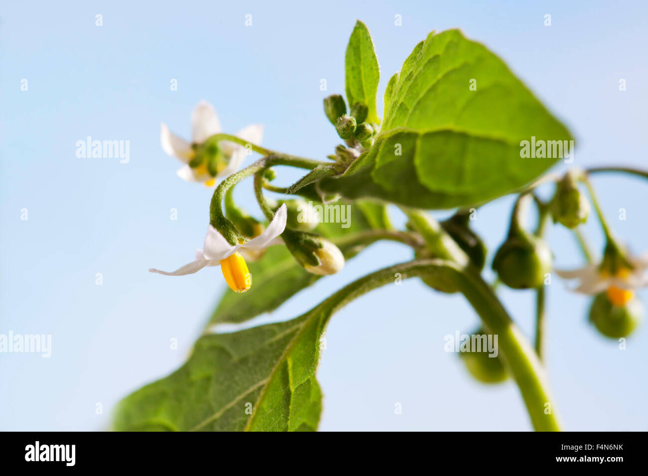 Black nightshade, Solanum nigrum, poisonous plant, blossoms Stock Photo