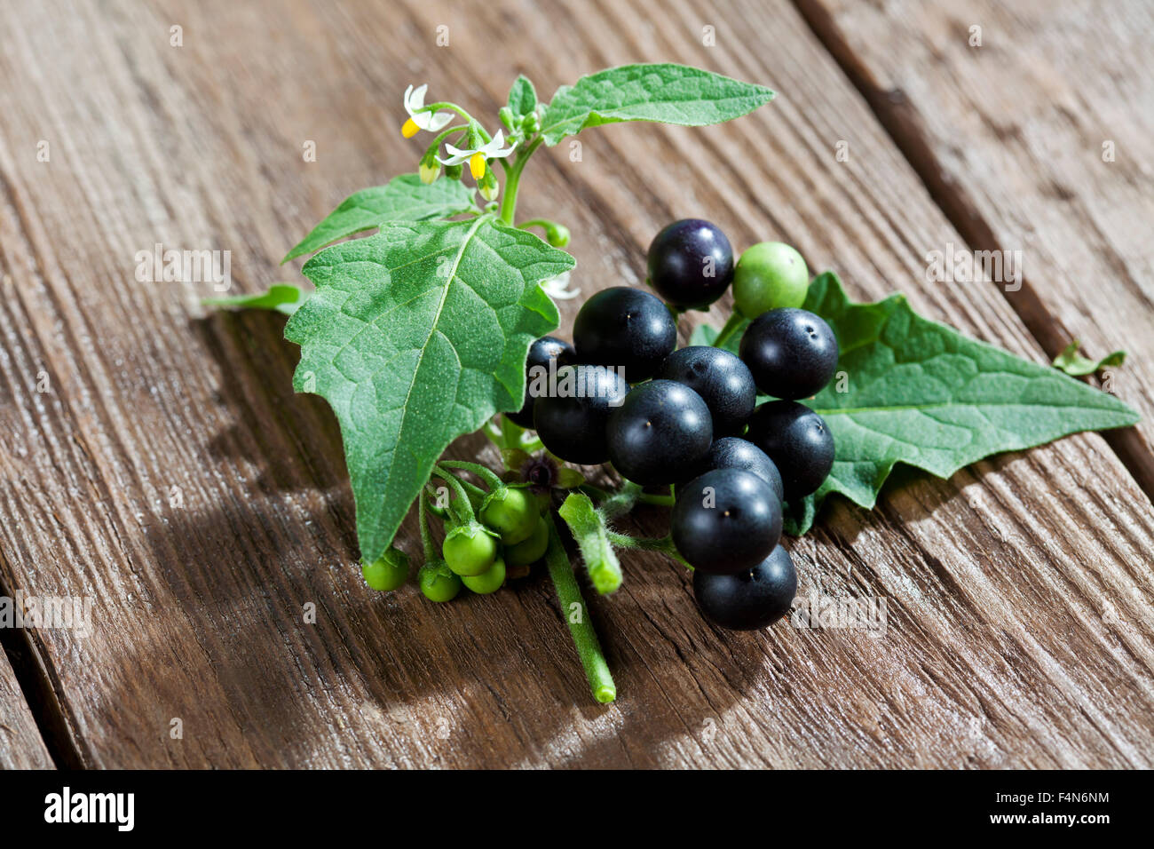 Black nightshade, Solanum nigrum, on wood Stock Photo