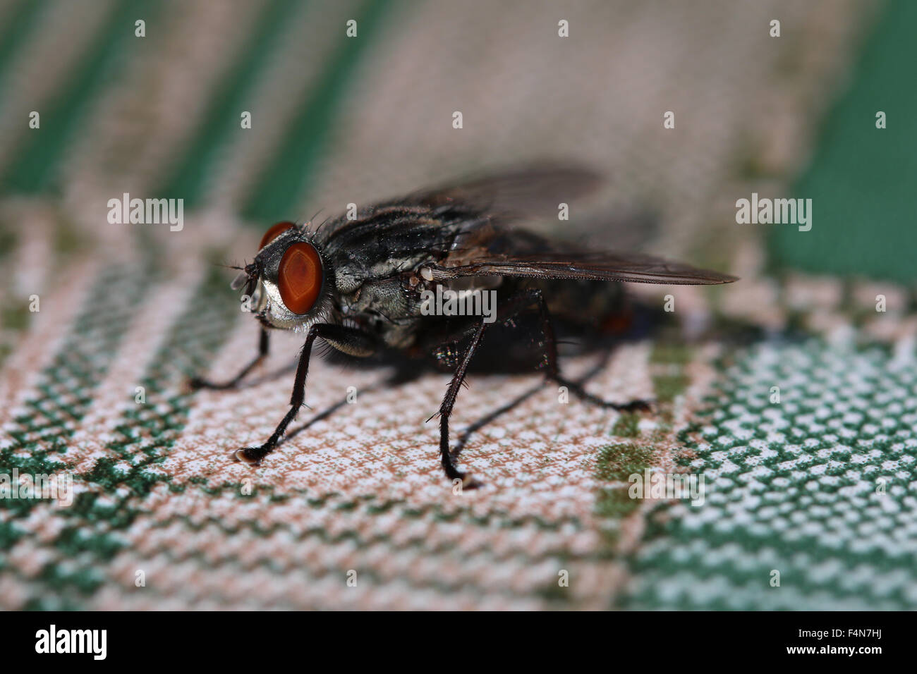 Closeup - macro shot of Housefly on the table. Stock Photo