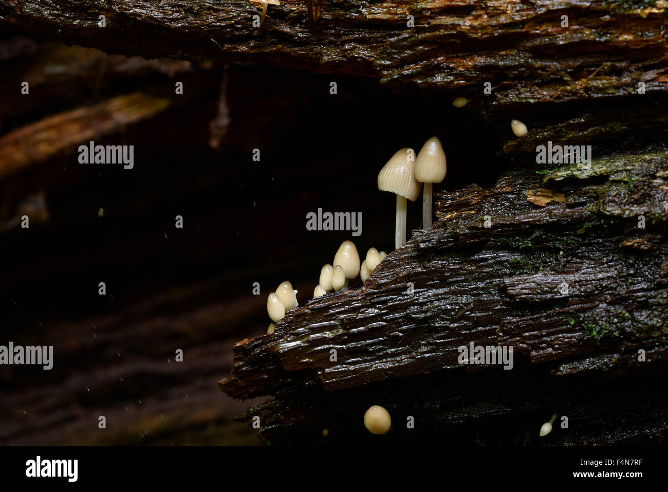 Germany, Spessart, airy inkcaps Stock Photo