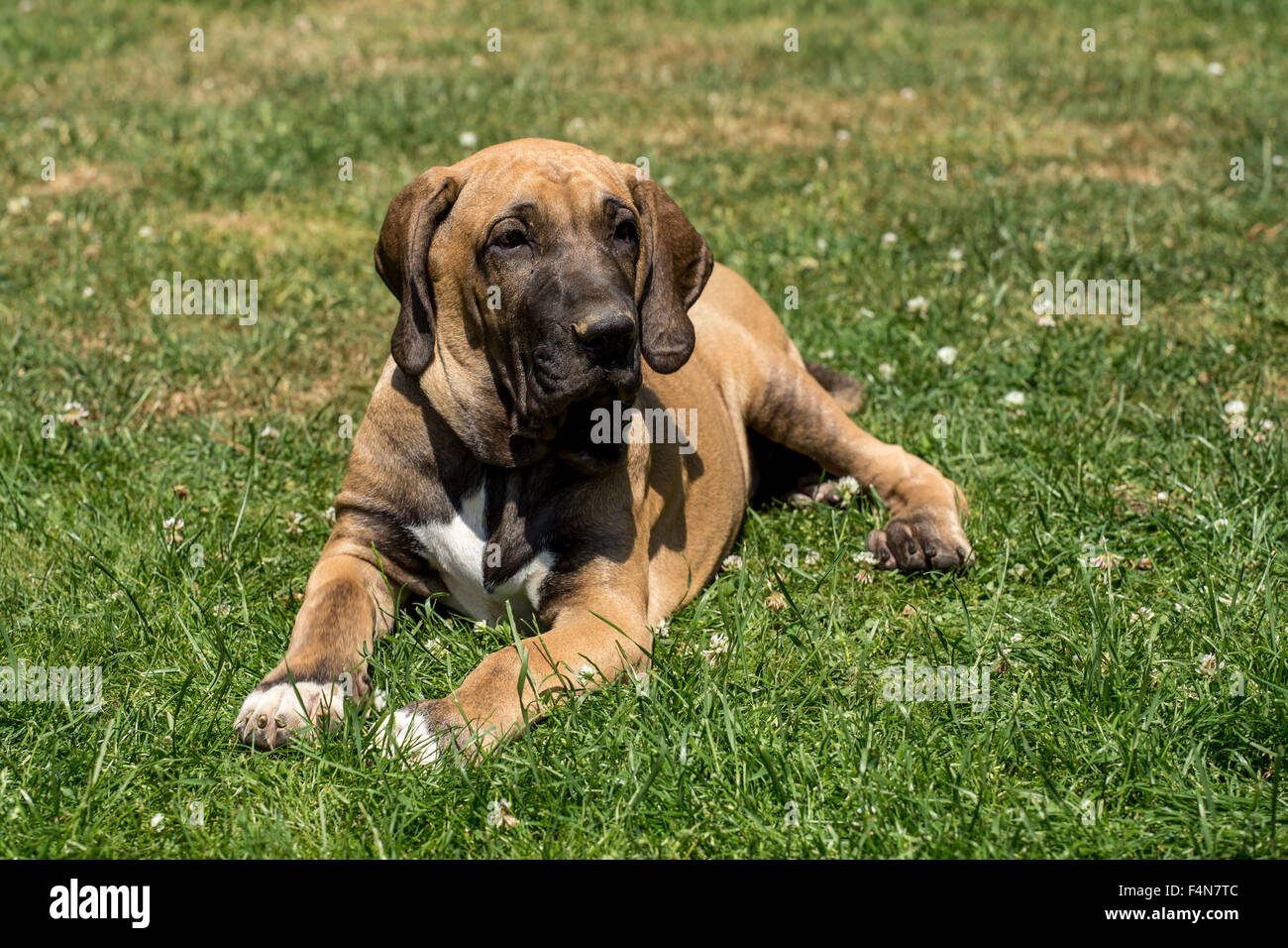 young female of Fila Brasileiro (Brazilian Mastiff) outdoor on green grass  Stock Photo - Alamy