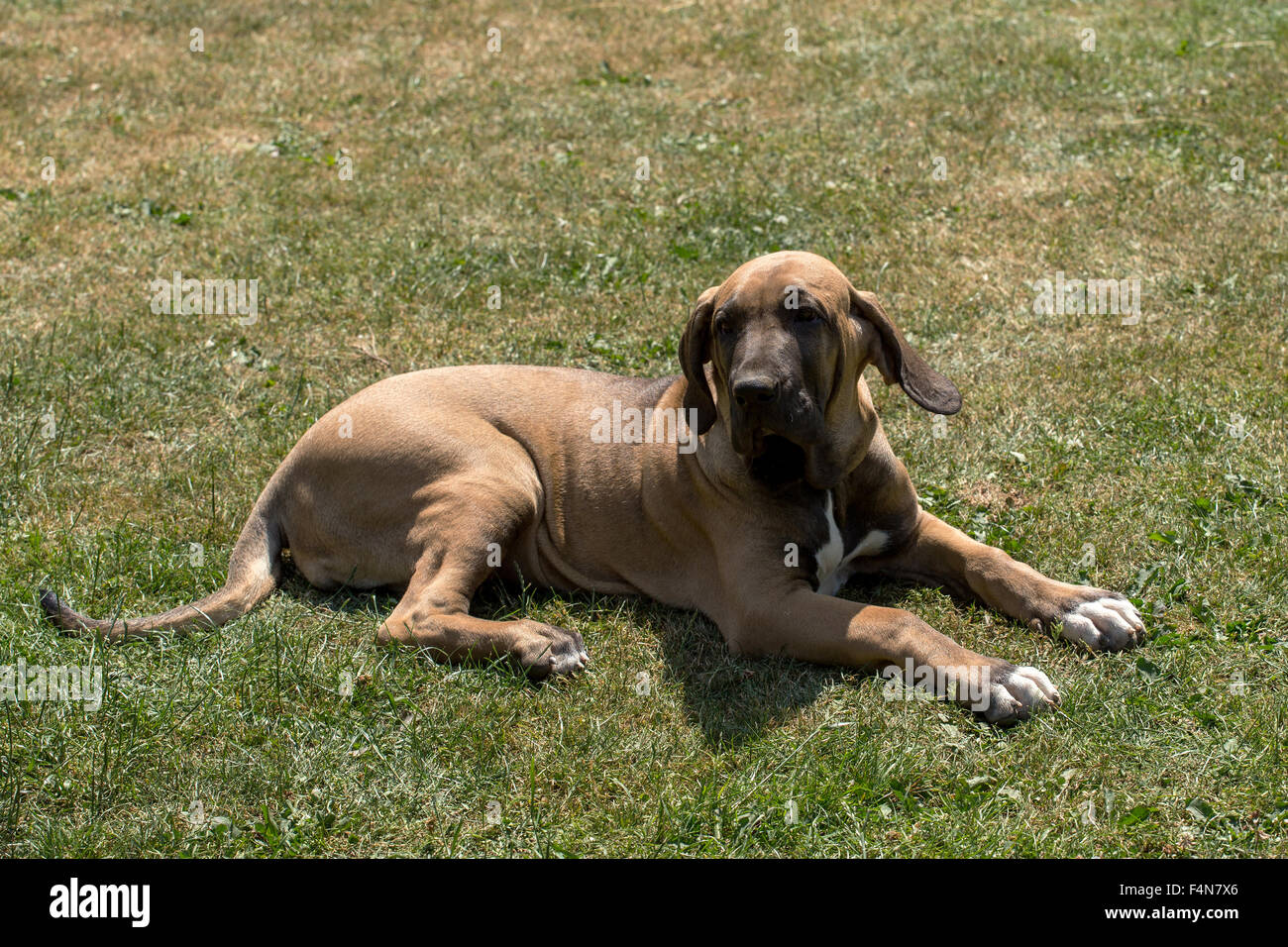 Dog flower animal head hi-res stock photography and images - Page 26 - Alamy
