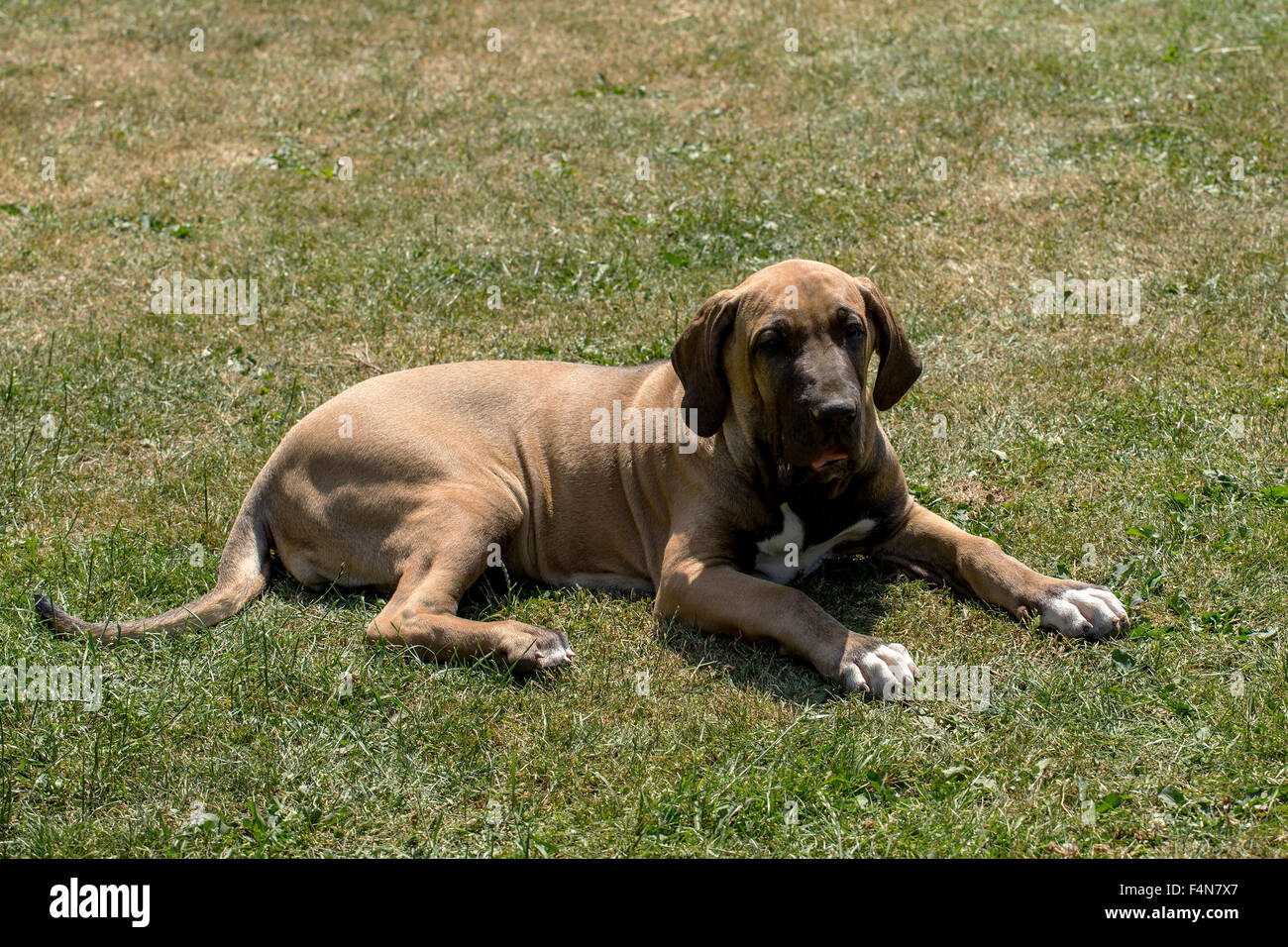 Dog fila brasileiro ~ Premium Stock Photo ~ Image #128630404