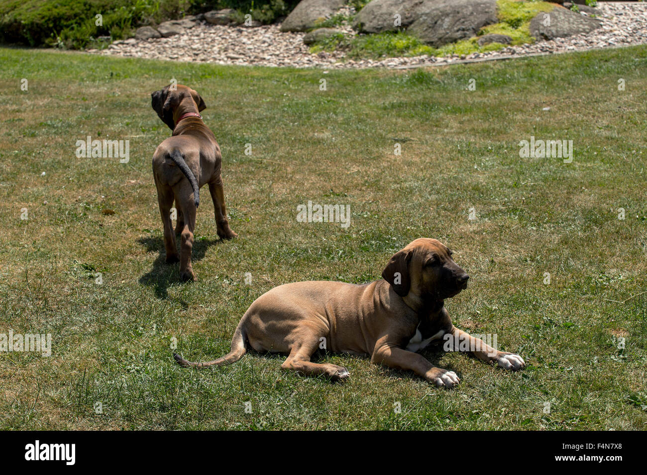 Mastiff Puppy. Brazilian Mastiff also known as Fila Brasileiro