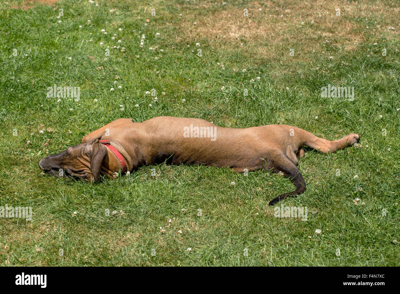 young female of Fila Brasileiro (Brazilian Mastiff) outdoor on green grass  Stock Photo - Alamy