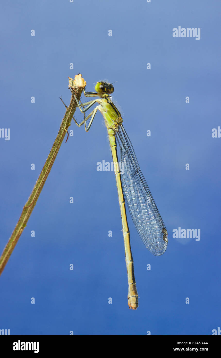 Dragonfly on a branch Stock Photo - Alamy