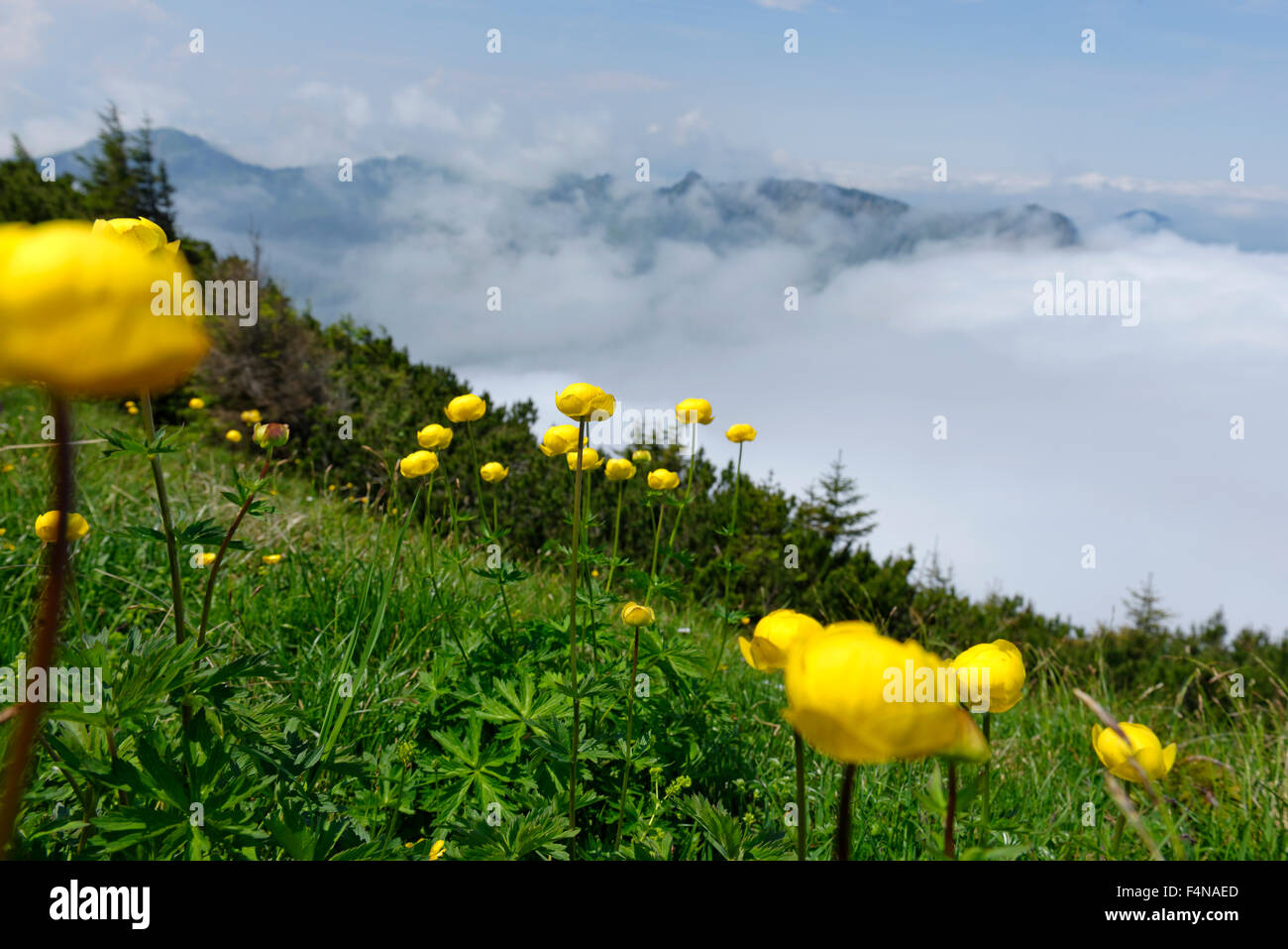 Germany, Bavaria, Hirschberg, Globe flowers on alpine meadow Stock Photo