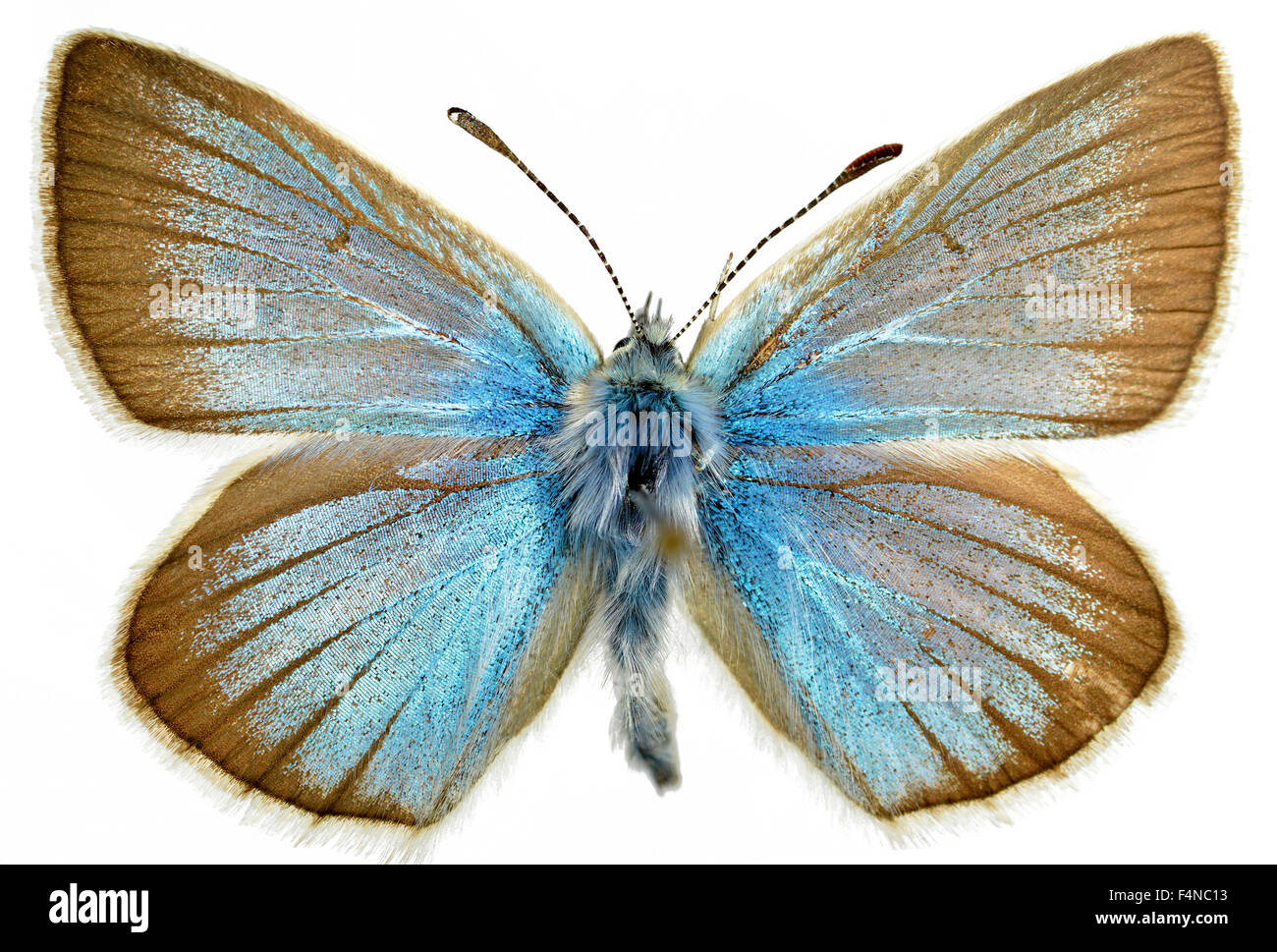 Damon Blue butterfly isolated on white background Stock Photo
