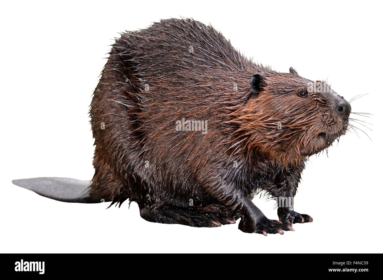 Isolated North American Beaver Stock Photo