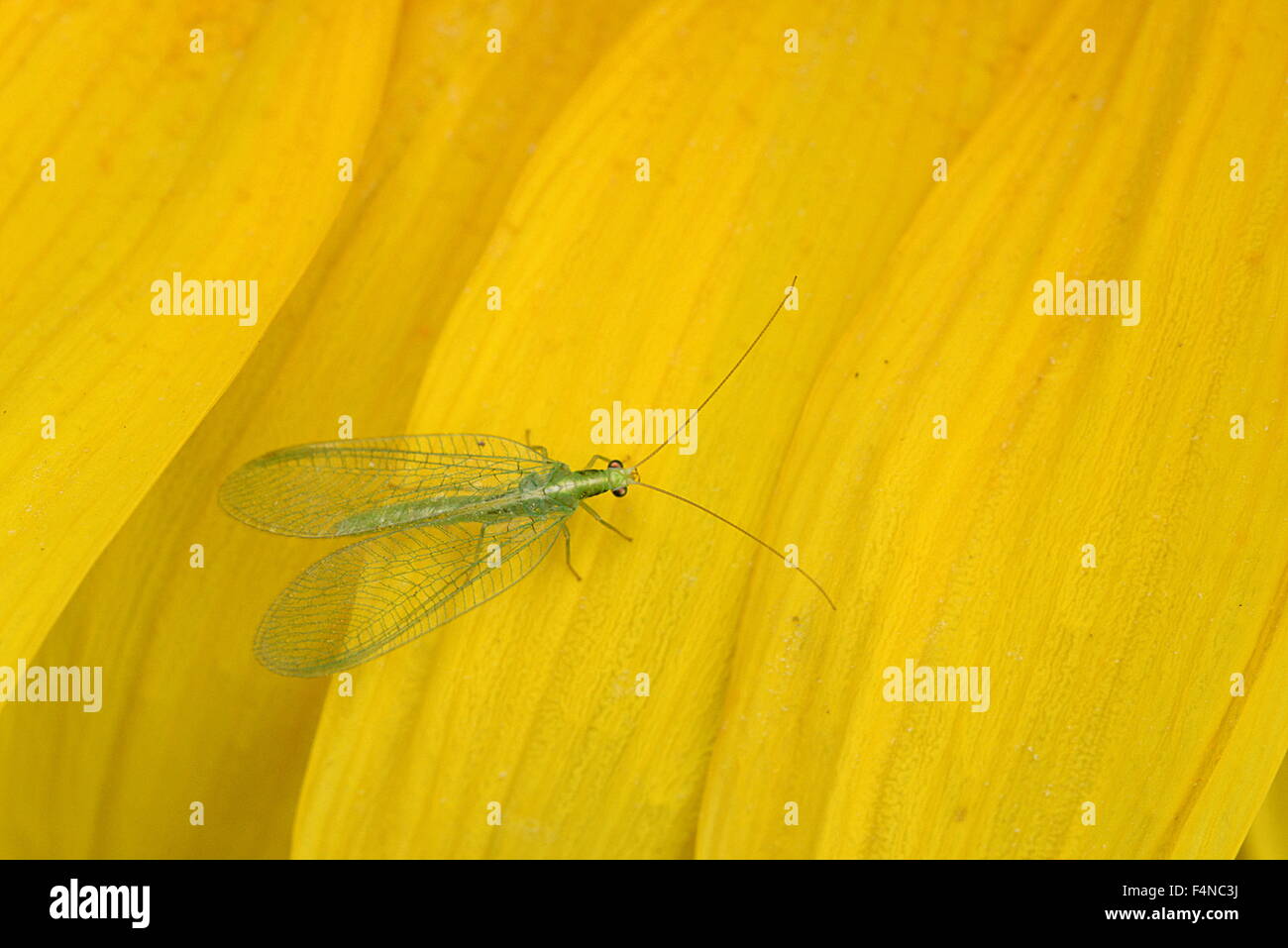 green lacewings on sunflower Stock Photo