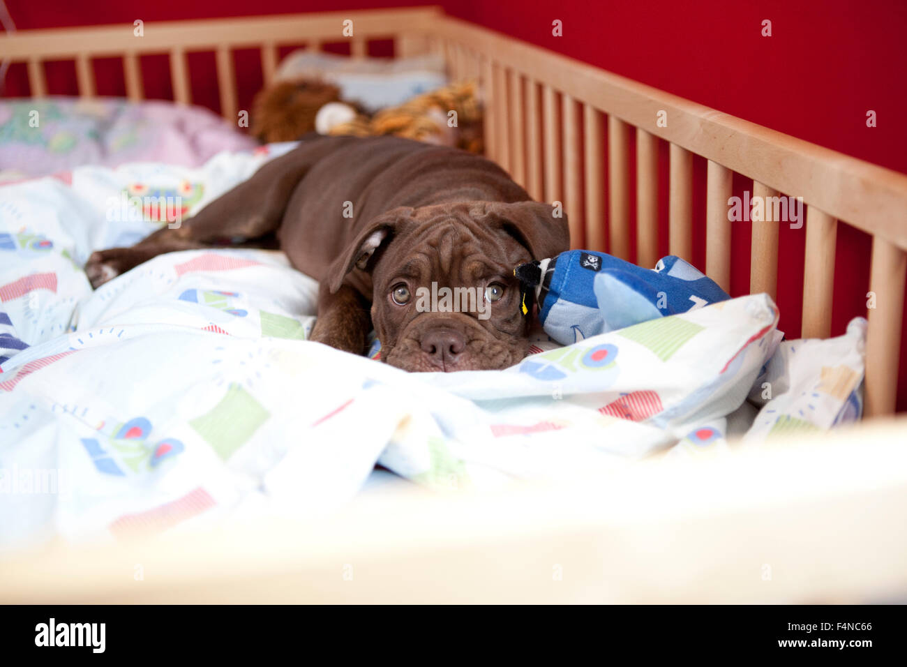 Olde English Bulldogge relaxing in a cot Stock Photo
