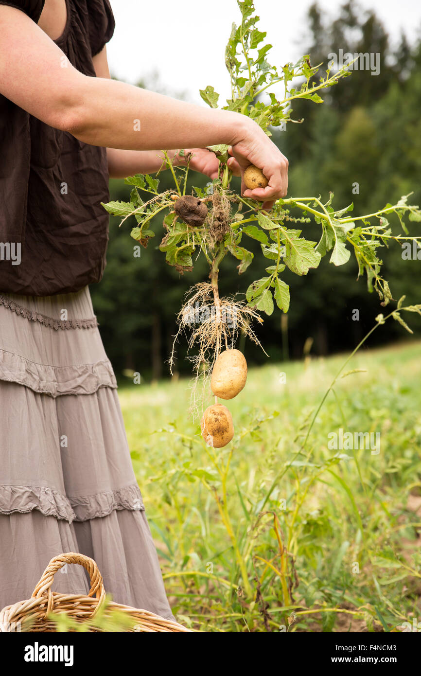 Woman harvesting potatoes by hand Stock Photo Alamy