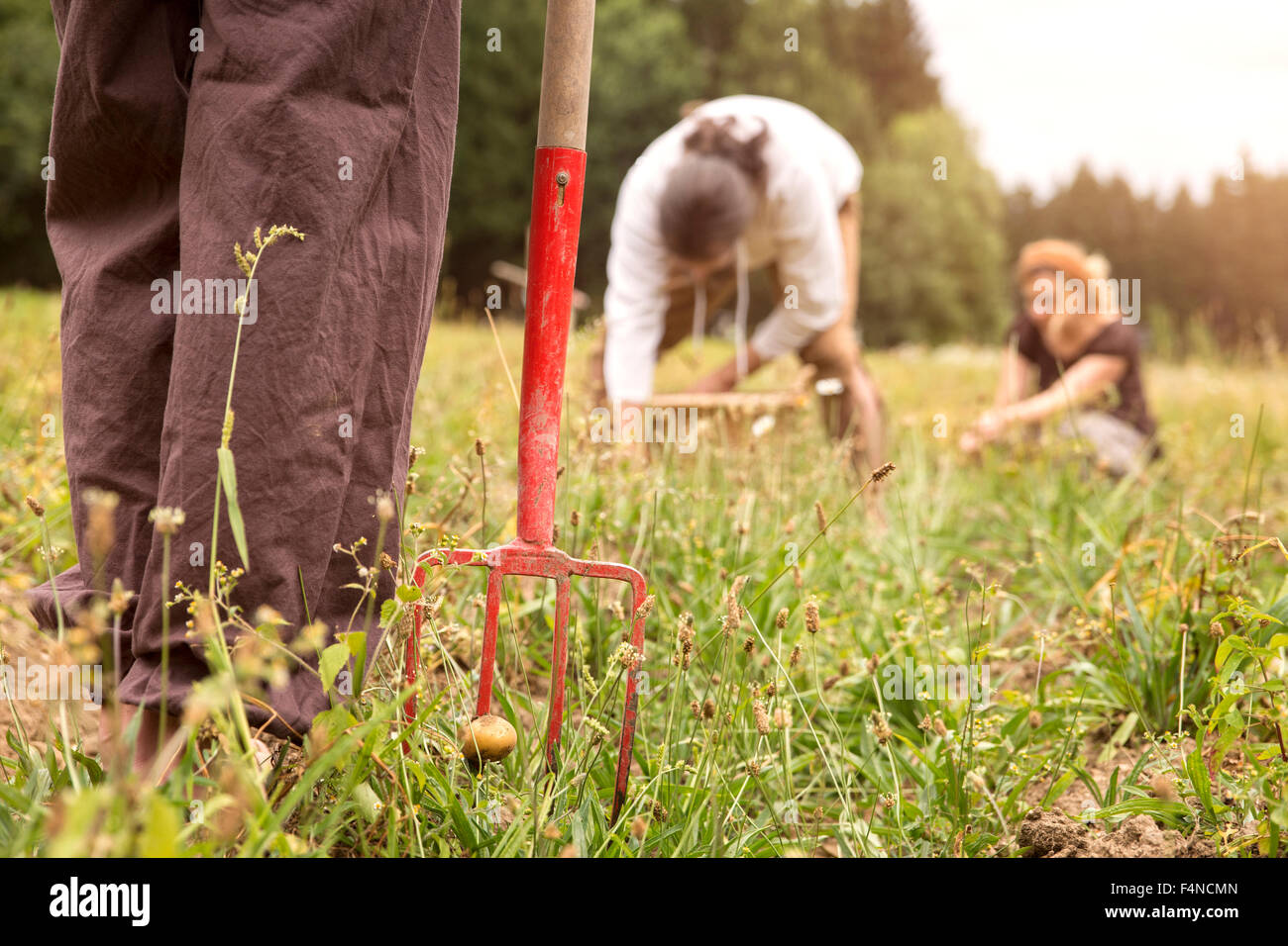 Men harvesting hay old farm hi-res stock photography and images - Alamy