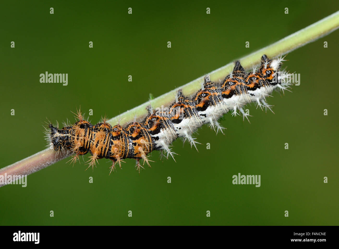 Caterpillar of comma Stock Photo