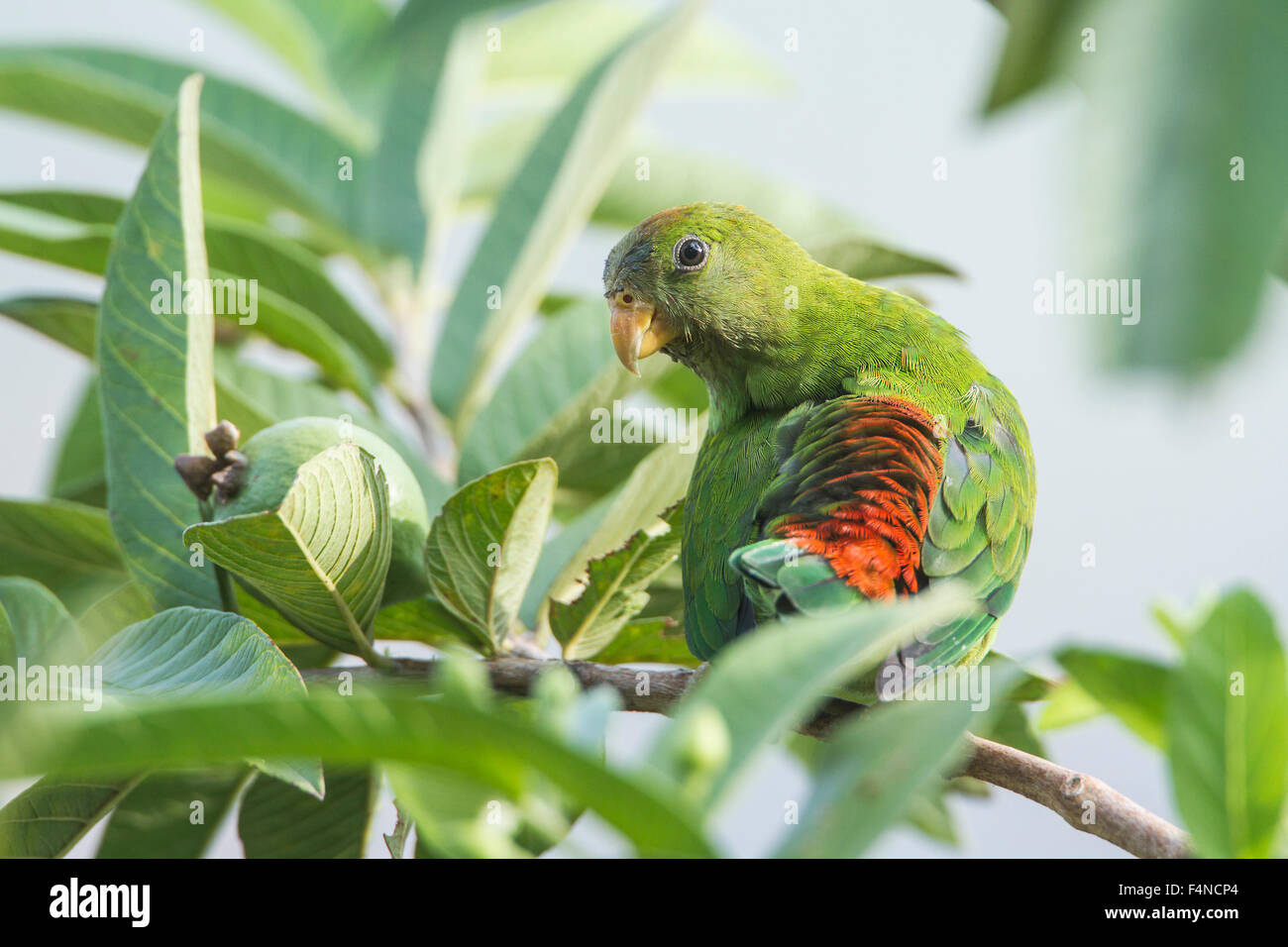 Ceylon HangingParrot specie Loriculus beryllinus Stock Photo Alamy