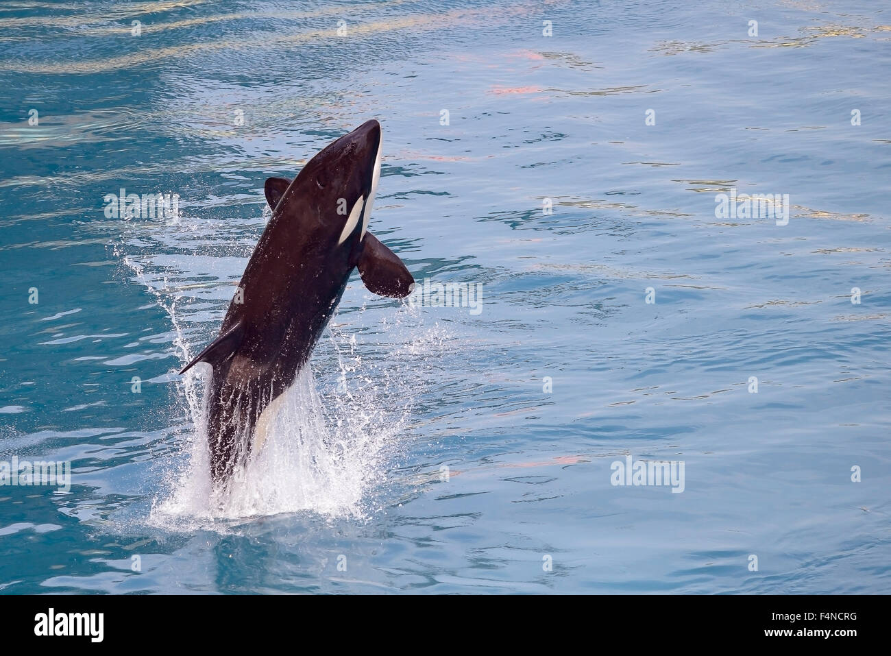 Killer whale jumping out of water Stock Photo - Alamy